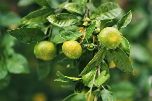 Ripening on the tree a tangerine
