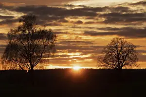 Rising yellow sun with rays between two trees against a reddish-brown sky and tree backdrop
