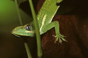 Ritteranolis (Anolis equestris)