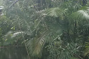 River in the Australian rainforest