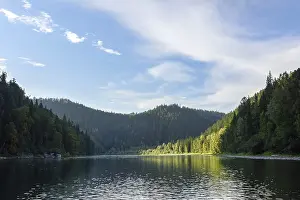 A river among a coniferous forest