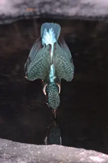 River Kingfisher, Hessen, Germany (Alcedo atthis)