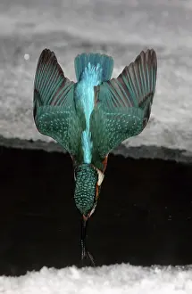 River Kingfisher, Hessen, Germany (Alcedo atthis)
