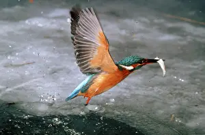 River Kingfisher with prey, Hessen