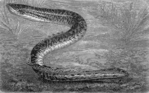 River lamprey, Lampetra fluviatilis