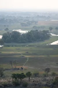 River landscape with two African elephants (Loxodonta africana)