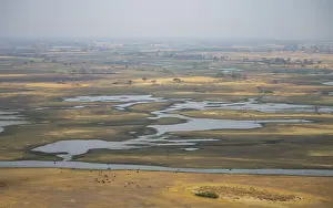 River landscape and grazing herd of cows