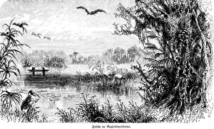River landscape with small islands in the Colombian Rio Magdalena, river islands, tropical vegetation, birds, rowing boat, travelling, Colombia, historical illustration 18888, South America