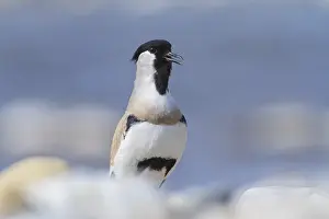 River Lapwing (Vanellus duvaucelii)