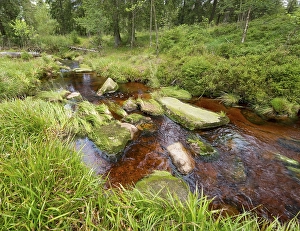 River Oder, Harz National Park, Germany, Europe