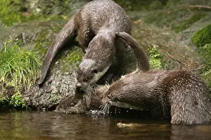 River Otter with young, European Otter (Lutra lutra) with young