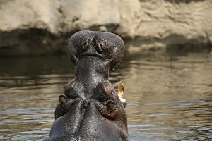 River perd (Hippopotamus amphibius)