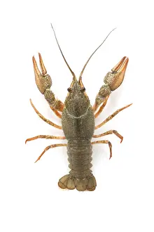 River raw crayfish closeup on white background