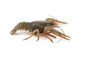 River raw crayfish closeup on white background