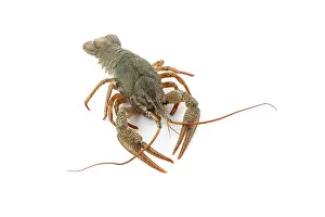 River raw crayfish closeup on white background