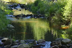 River Rote Weisseritz, Schellerhau