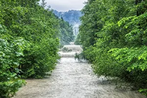 A river with strong rapids between dense