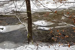 A river surrounded by snow-covered trees with icy banks in winter Upper Kamptal Waldviertel Lower Austria Austria