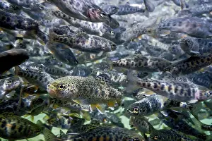 River Trout swim underwater, Trout underwater scene