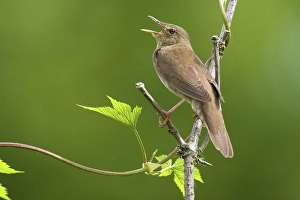 River warbler (Locustella fluviatilis)