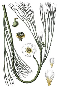 River water crowfoot (Ranunculus hybridus fluitans)