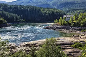 Riverbank with forest in summer