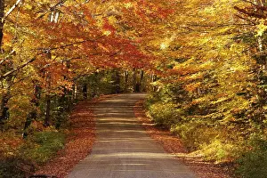 Road through the autumn forest
