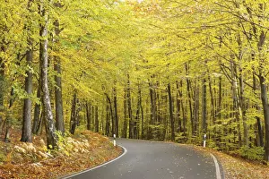 Road through an autumnal deciduous forest near Gross Radisch