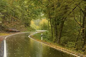 Road, bend, rain, leaves, autumn