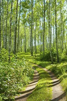 Road in birch forest