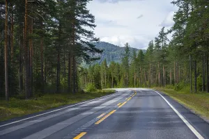 Road through coniferous forest