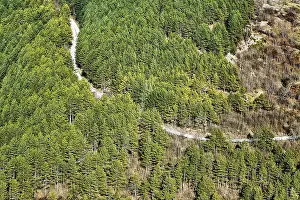 Road in the Coniferous Forest, Shumen