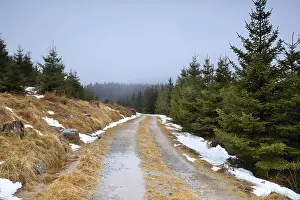 Road through coniferous forest during winter
