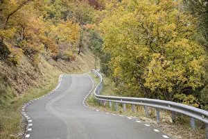 Road crossing an oak grove in autumn