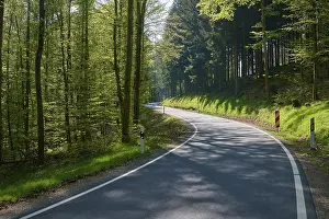 Road, Curvy, Beech forest, Coniferous forest
