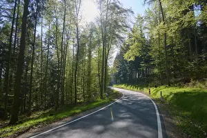 Road, Curvy, Beech forest, Coniferous forest