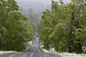 Road through forest with snow, Fulford