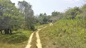 A road in the jungle in thailand