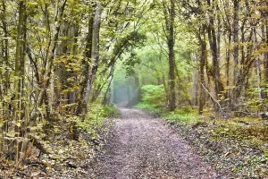 The road leads to the misty deciduous forest and the penetrating rays of the sun