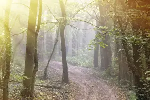 The road leads to the misty deciduous forest and the penetrating rays of the sun
