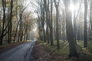 Road passing by brown beech tree autumn leaves through Savernake Forest