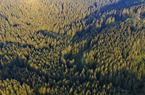 Road through spruce forest from above