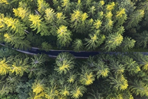 Road through spruce forest from above
