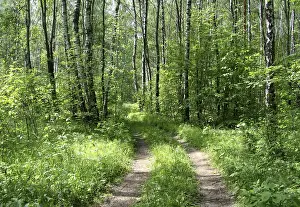 Road in a summer birch forest