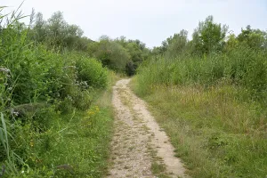 Road throug forest in summer, green trees and meadow