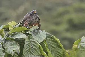 Roadside Hawk (Rupornis magnirostris)