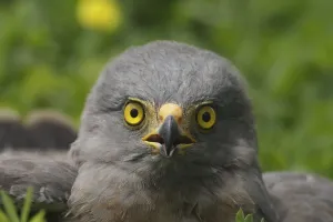 Roadside Hawk (Rupornis magnirostris)