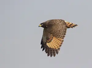 Roadside Hawk (Rupornis magnirostris) flying