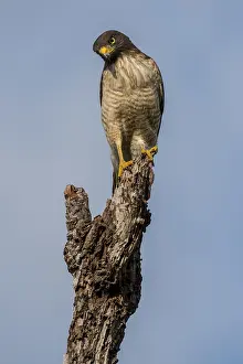 Roadside hawk (Rupornis magnirostris) sits on deadwood