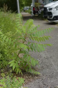 Roadside vinegar tree (Rhus typhina)